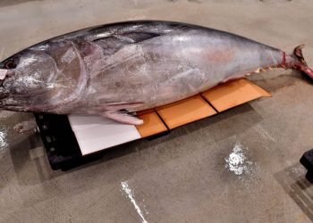 Malta punta sulla Cina per l’esportazione del tonno