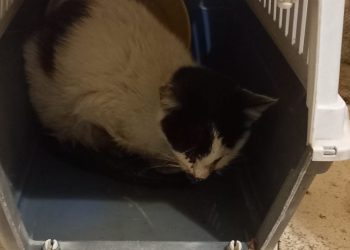 Allarme nella zona di Donnalucata, Iurato: avvelenamenti di gatti in più zone
