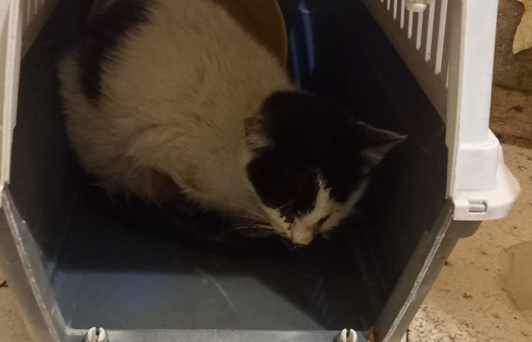 Allarme nella zona di Donnalucata, Iurato: avvelenamenti di gatti in più zone