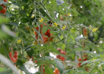 Chiaramonte Gulfi, Agromonte sceglie la biodiversità: nasce un bosco nettarifero che darà pascolo ad api, bombi ed impollinatori