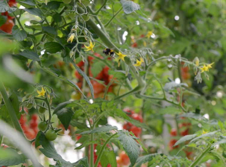 Chiaramonte Gulfi, Agromonte sceglie la biodiversità: nasce un bosco nettarifero che darà pascolo ad api, bombi ed impollinatori