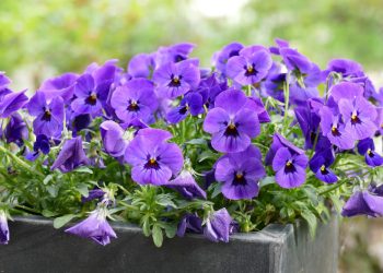 Concorso balconi fioriti a Santa Croce Camerina: come partecipare