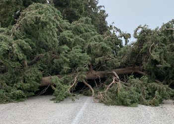 Maltempo e vento forte a Ragusa: alberi per strada, pali divelti e tetti scoperchiati a Vittoria