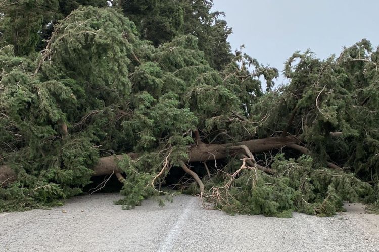 Maltempo e vento forte a Ragusa: alberi per strada, pali divelti e tetti scoperchiati a Vittoria