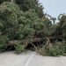 Maltempo e vento forte a Ragusa: alberi per strada, pali divelti e tetti scoperchiati a Vittoria