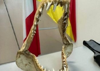 Mandibola di squalo all'aeroporto di Palermo: multa da 5 mila euro