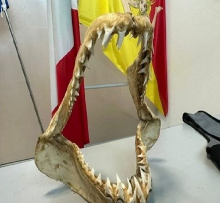 Mandibola di squalo all'aeroporto di Palermo: multa da 5 mila euro