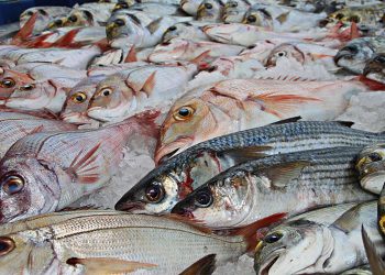 Ragusa, pubblicata la graduatoria provvisoria del mercato ittico di Marina di Ragusa