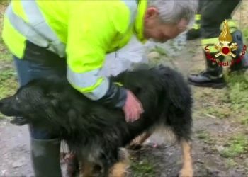 Vigili del Fuoco salvano cane finito tra le rapide del fiume Stura