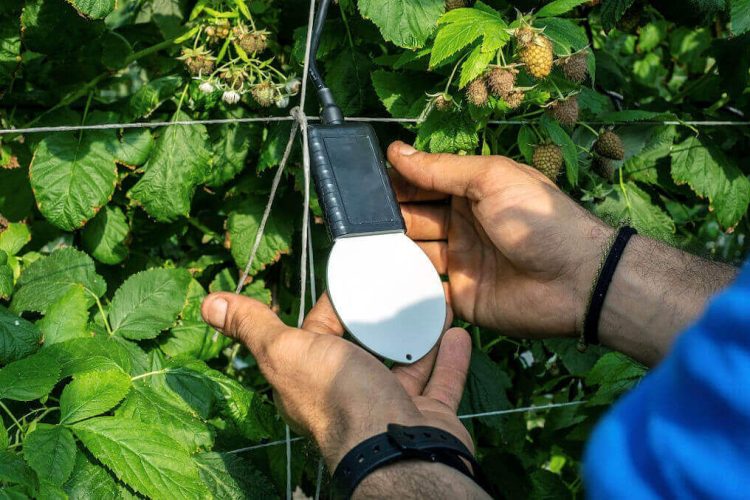 Agricoltura, un sistema di intelligenza artificiale a Comiso