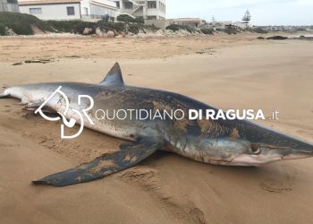 Squalo nella spiaggia di Arizza