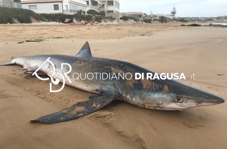 Squalo nella spiaggia di Arizza