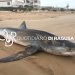 Squalo nella spiaggia di Arizza