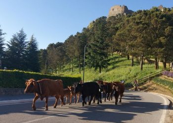 A Geraci Siculo torna l’antico rito della transumanza