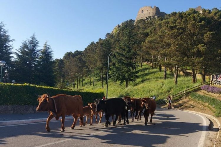 A Geraci Siculo torna l’antico rito della transumanza