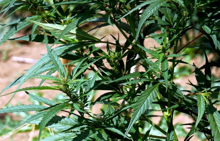 Malta, siciliano in carcere per spaccio di droga