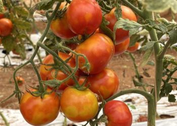 Virus e patologie emergenti su pomodoro e peperoni: convegno a Comiso