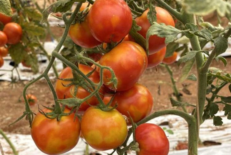 Virus e patologie emergenti su pomodoro e peperoni: convegno a Comiso