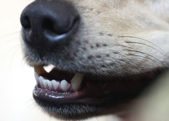 20enne uccisa da cani: pastore condannato a 3 anni