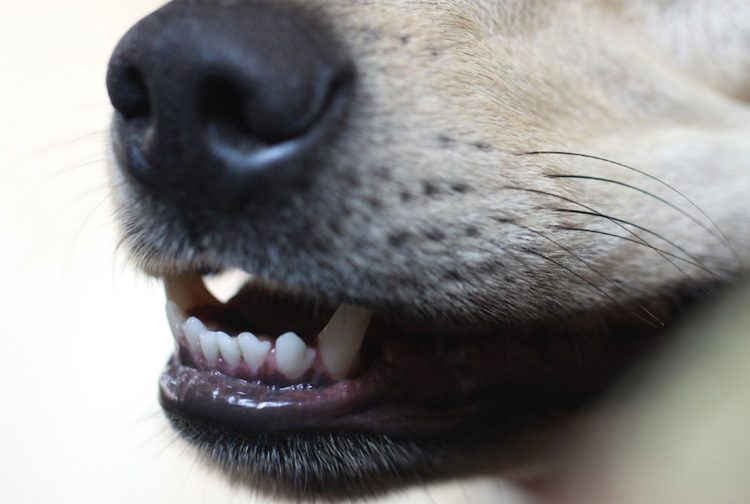 20enne uccisa da cani: pastore condannato a 3 anni