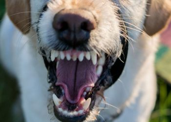 Bimba di 5 anni azzannata da un cane a Vittoria: trasferita a Catania