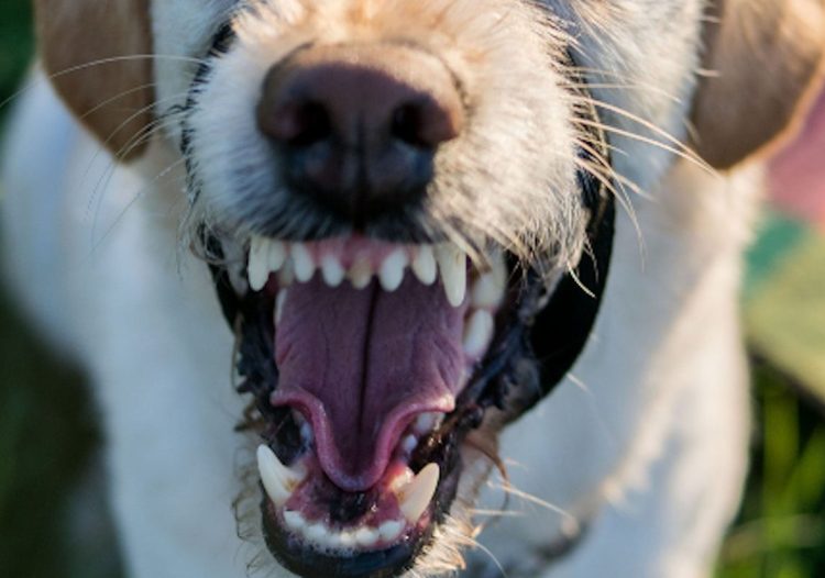 Bimba di 5 anni azzannata da un cane a Vittoria: trasferita a Catania
