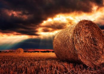 Maltempo e danni al fieno e al grano: proroga rimborsi al 25 luglio