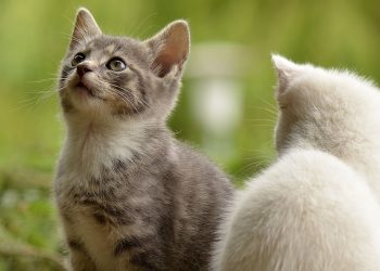 Cibi vietati ai gatti: cosa evitare per la salute del tuo felino