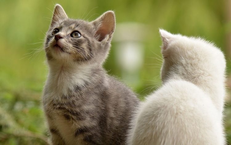 Cibi vietati ai gatti: cosa evitare per la salute del tuo felino
