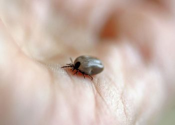Malattia di Lyme: cos'è e sintomi