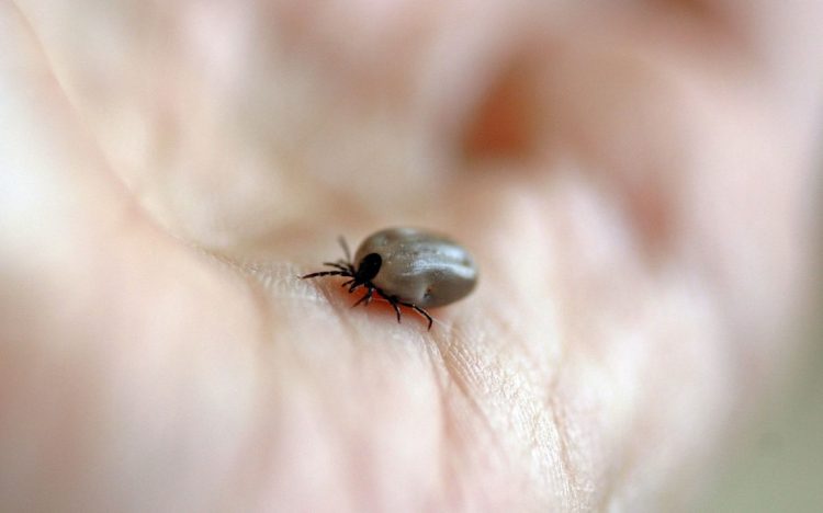 Malattia di Lyme: cos'è e sintomi