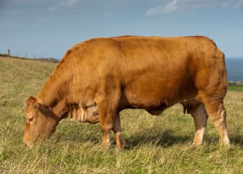 Un corso rivolto ad operatori pratici nel campo della fecondazione artificiale per animali da reddito