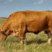 Un corso rivolto ad operatori pratici nel campo della fecondazione artificiale per animali da reddito