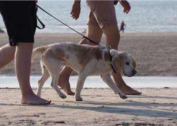 Ragusa, emanata ordinanza per spiagge libere: vietato portare animali o lasciare di notte ombrelloni e sdraio