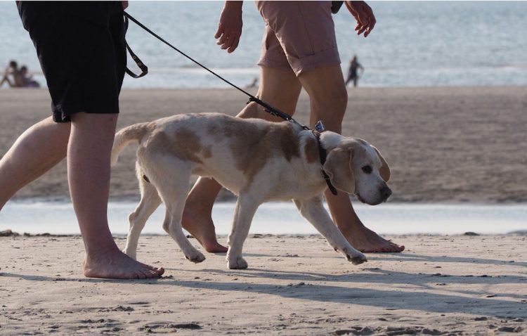 Ragusa, emanata ordinanza per spiagge libere: vietato portare animali o lasciare di notte ombrelloni e sdraio