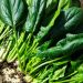 Diabete: cosa mangiare per abbassarlo