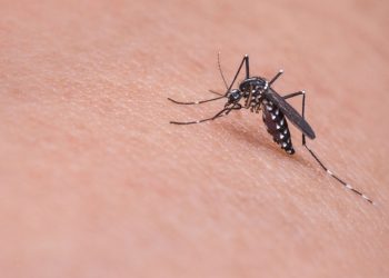 5 rimedi naturali contro le zanzare