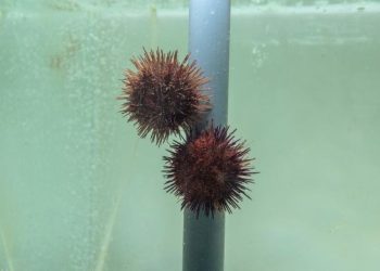 Malta, moratoria di due anni sulla raccolta dei ricci di mare