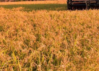 Tunisia, prestito 87,1 mln dollari per sviluppare settore cereali