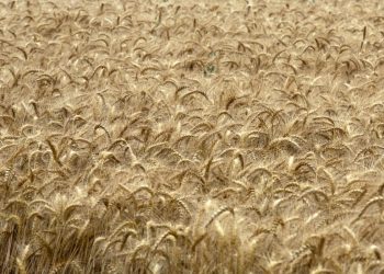 La Russia annuncia la fine dell’accordo sul grano