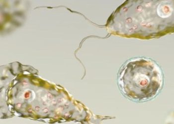 Mal di testa, febbre e allucinazioni dopo il bagno, ameba gli mangia il cervello: vivo per miracolo