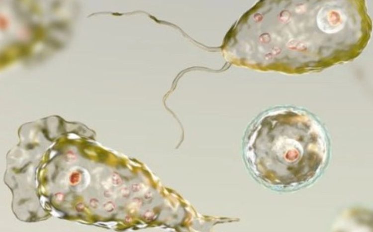 Mal di testa, febbre e allucinazioni dopo il bagno, ameba gli mangia il cervello: vivo per miracolo