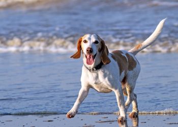Marina di Ragusa, ordinanza per animali di affezione in spiaggia: sanzioni fino a 500 euro