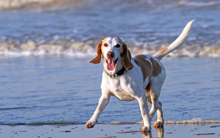 Marina di Ragusa, ordinanza per animali di affezione in spiaggia: sanzioni fino a 500 euro