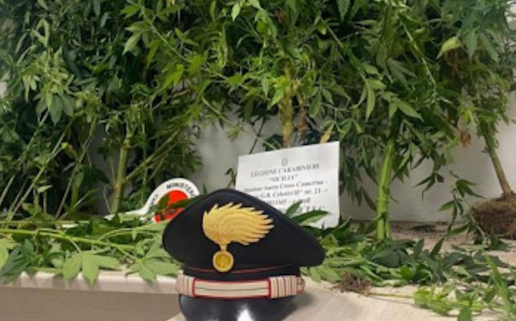 I carabinieri della Stazione di Santa Croce Camerina hanno arrestato 66enne: coltivava nella propria abitazione piante di cannabis