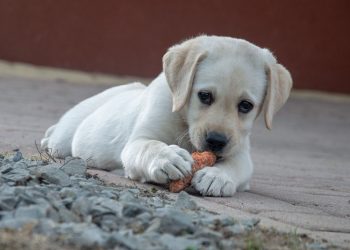 Dieta Barf per cani: una scelta nutrizionale naturale