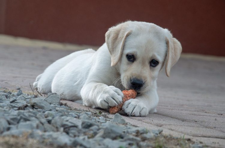 Dieta Barf per cani: una scelta nutrizionale naturale