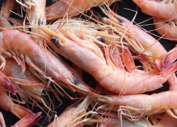Unci AgroAlimentare: Ue distrugge pesca italiana, dalle tavole scompariranno gamberi, scampi, triglie e naselli