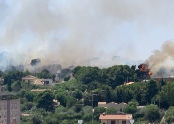 Vasto incendio a Modica, bruciano enormi alberi di Pino
