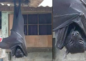 La foto del pipistrello gigante che sta facendo il giro del mondo e spaventa il web: ecco cos'è